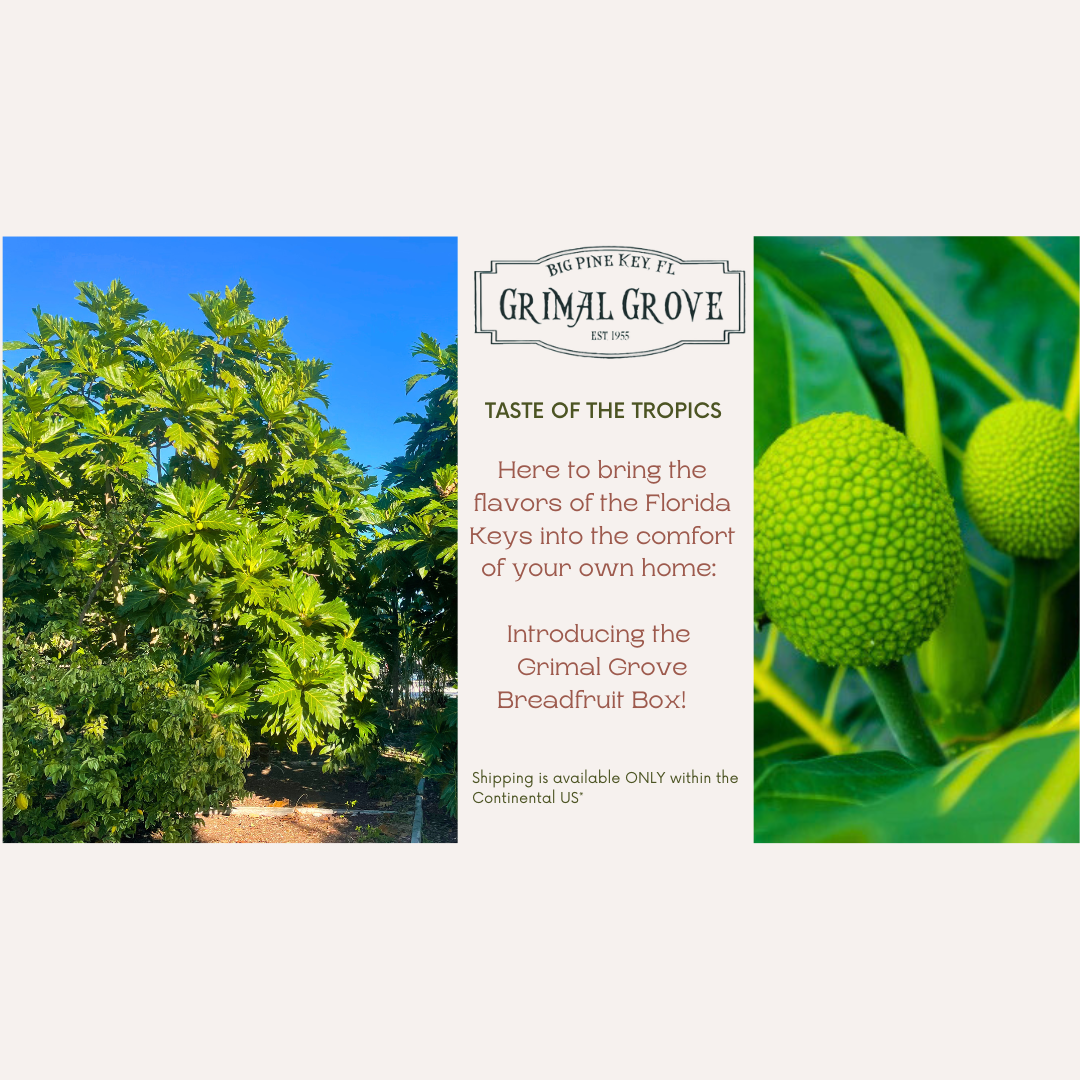 Breadfruit Box