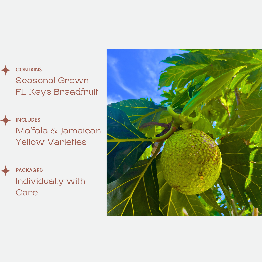 Breadfruit Box