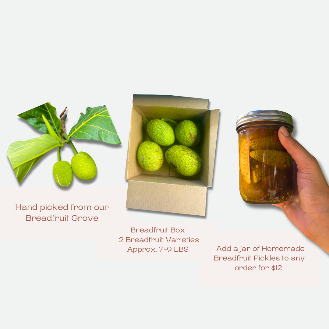 Breadfruit Box